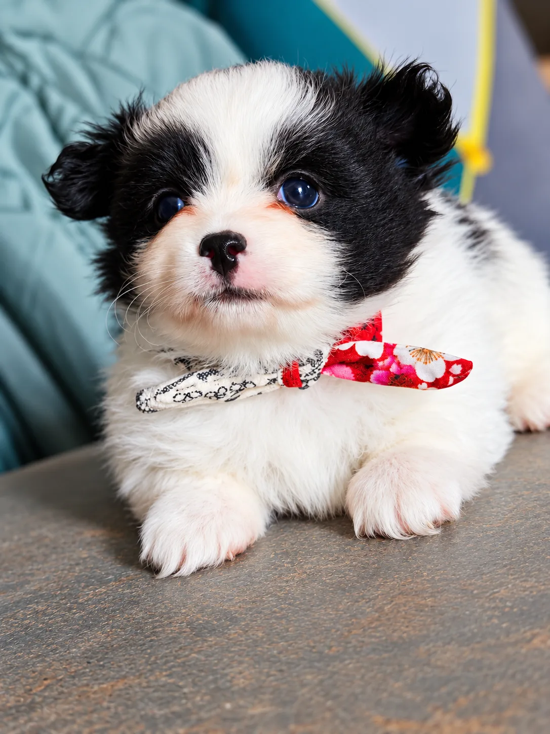 Balto