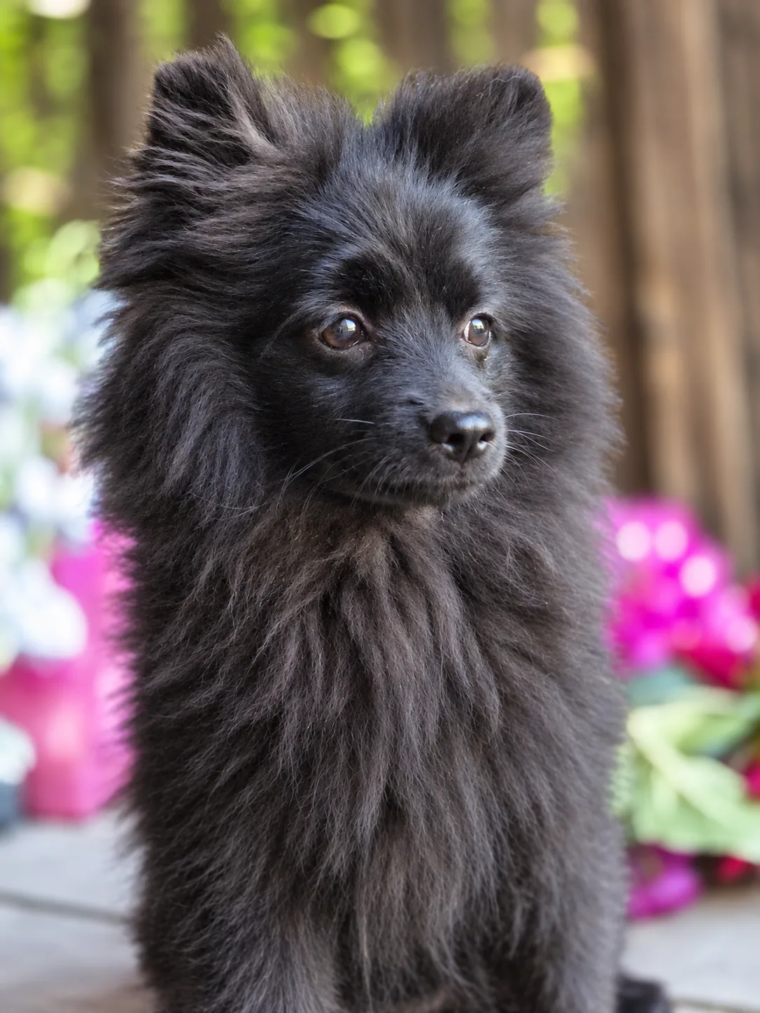 Bella