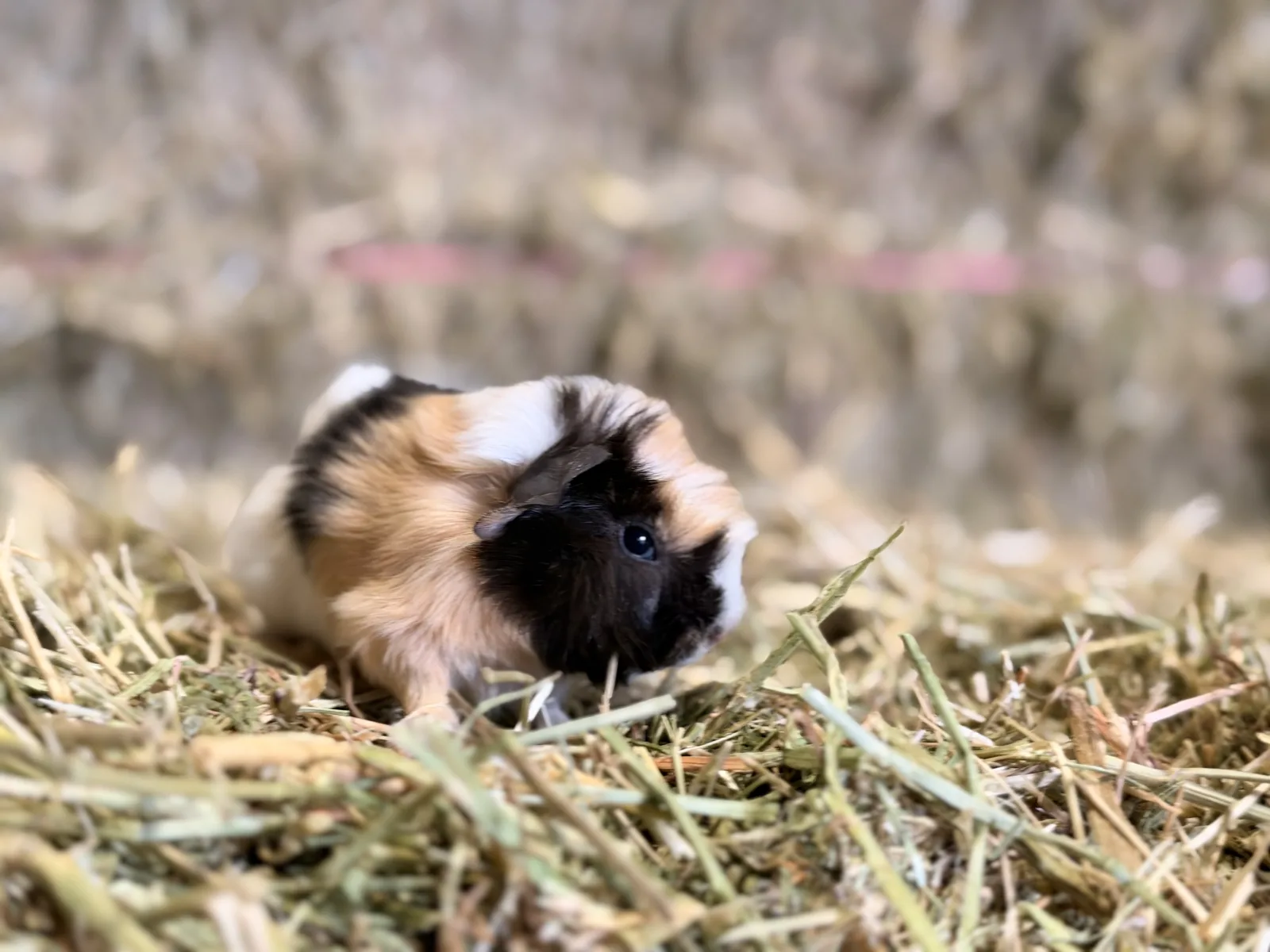 Femelle Cochon D'inde Pour COMPAGNIE
