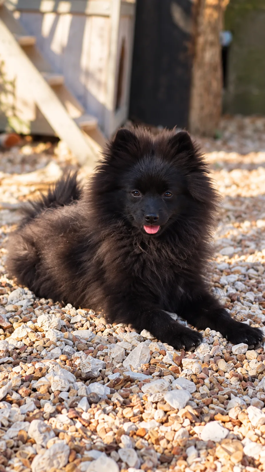 Bella