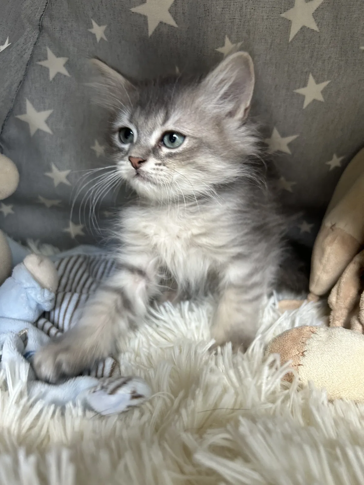 BRIOCHE, Sacré de Birmanie x British Long Hair