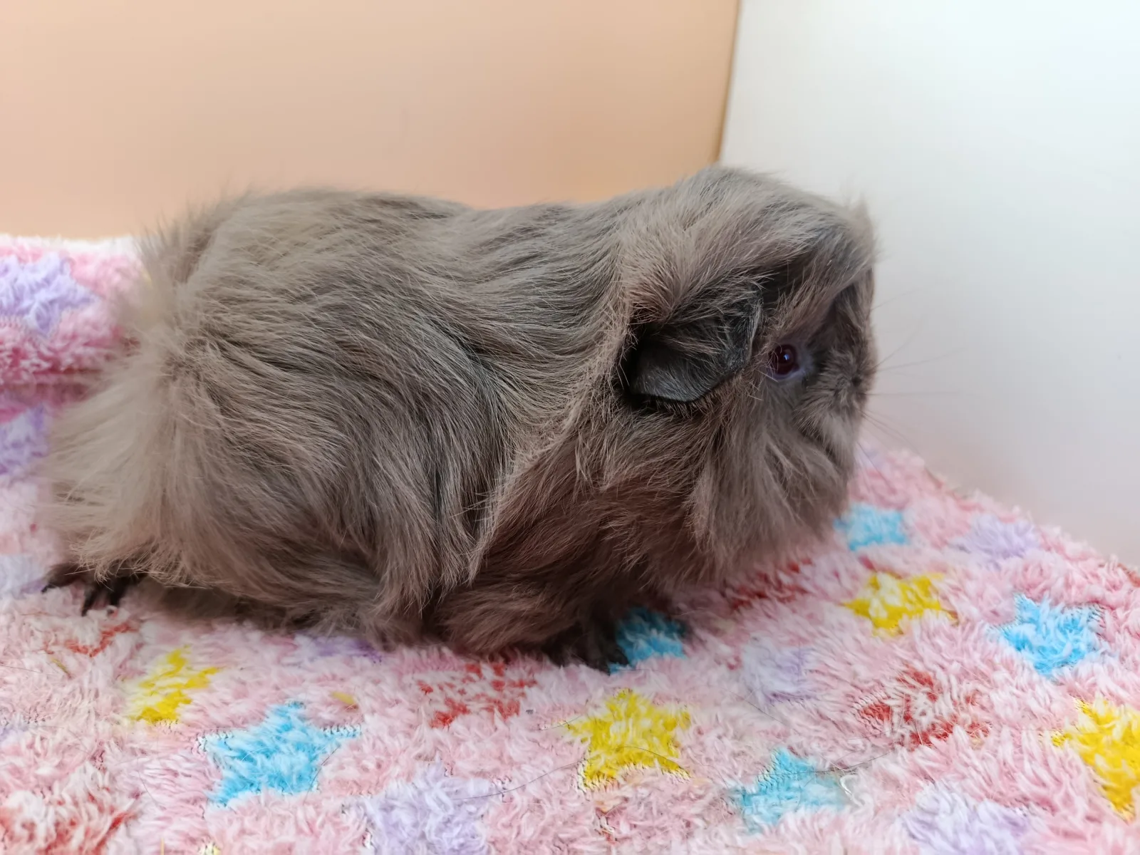 Lila