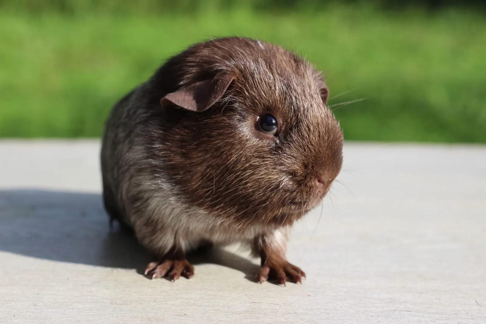 zenon du RDC mâle cochon d'inde