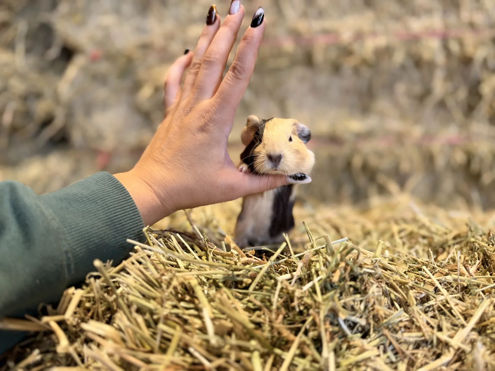 Mâle Cochon D'inde Pour COMPAGNIE