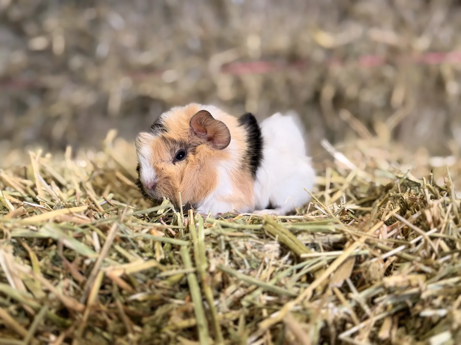 Femelle Cochon D'inde Pour COMPAGNIE