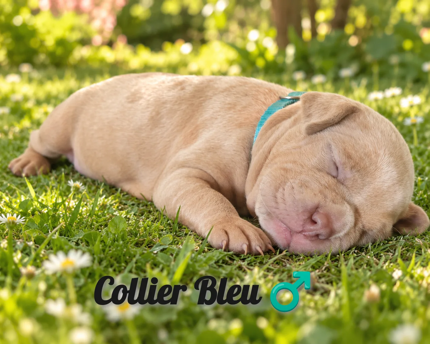 collier Bleu