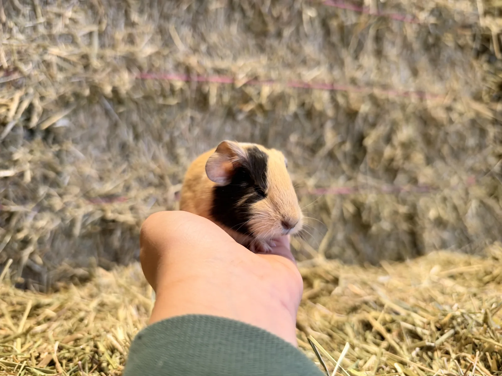 Mâle Cochon D'inde Pour COMPAGNIE