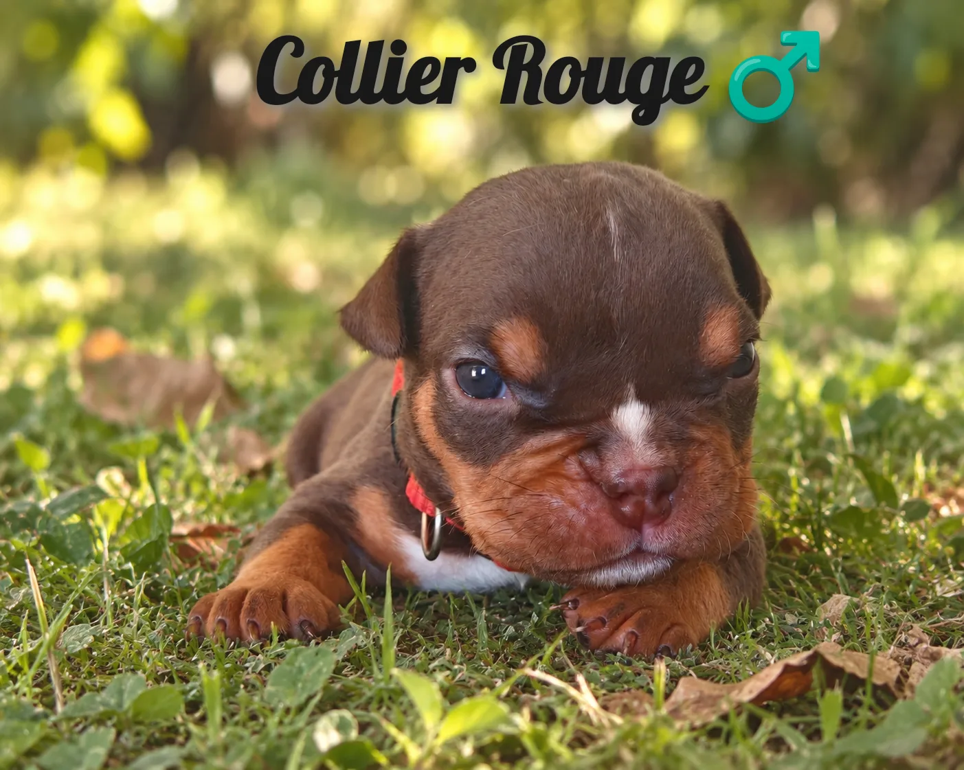 collier rouge