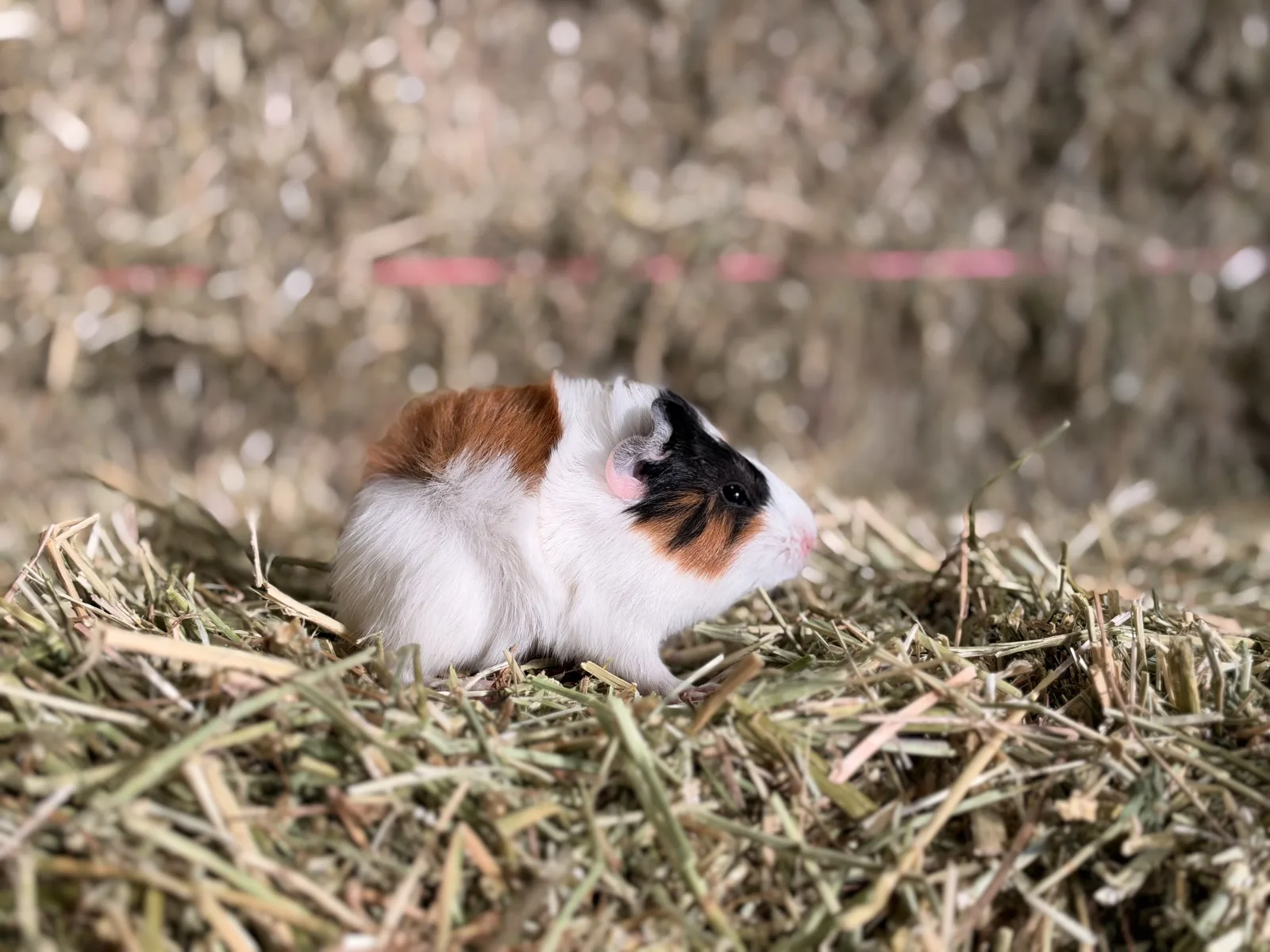 Femelle Cochon D'inde Pour COMPAGNIE