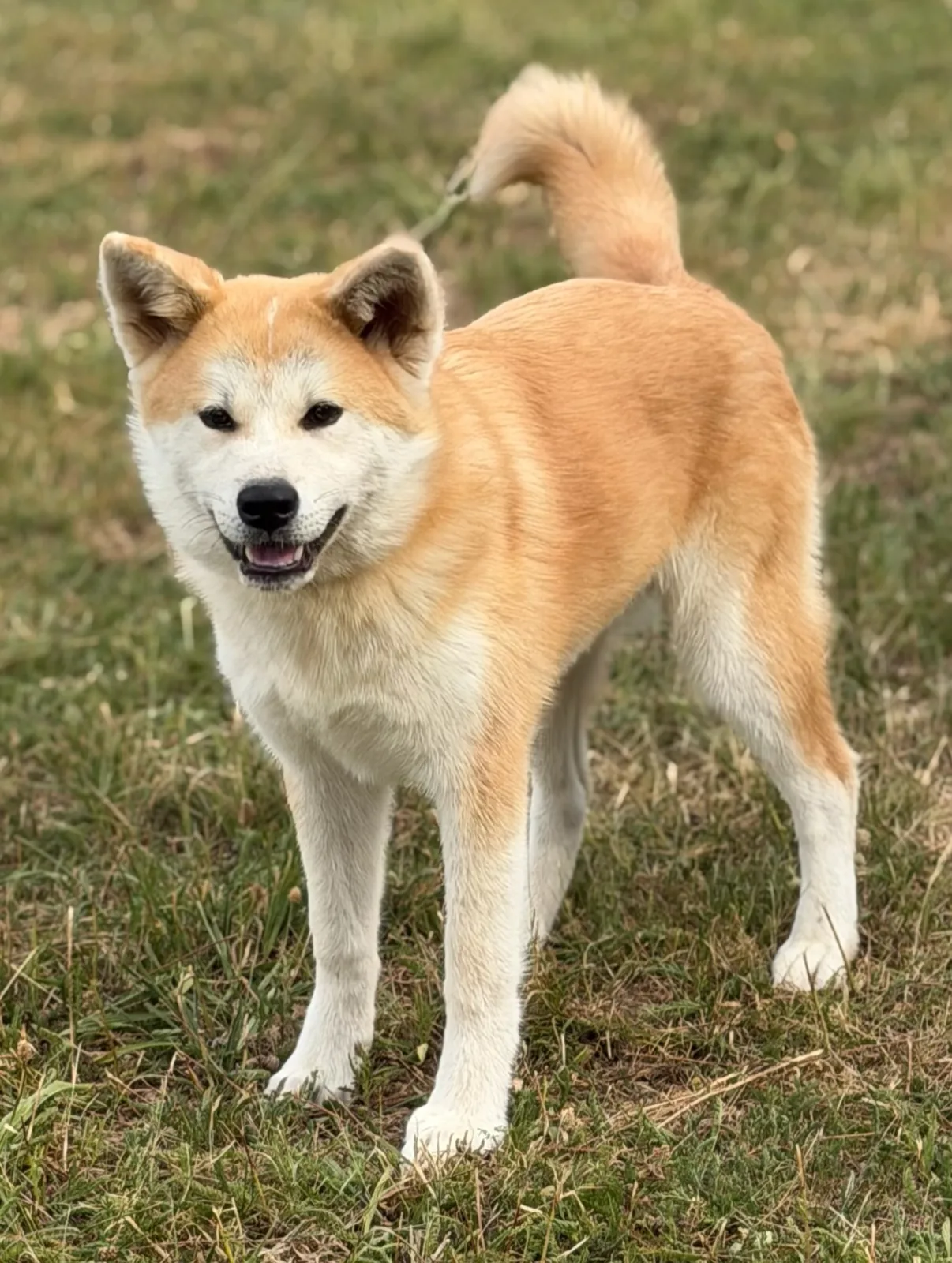 Beni