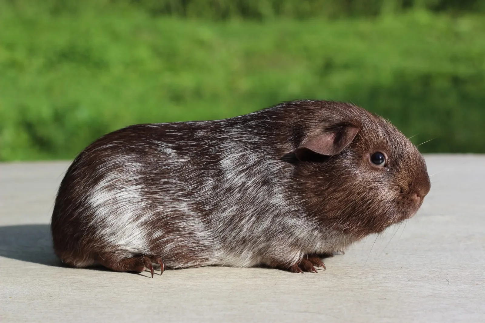 zenon du RDC mâle cochon d'inde