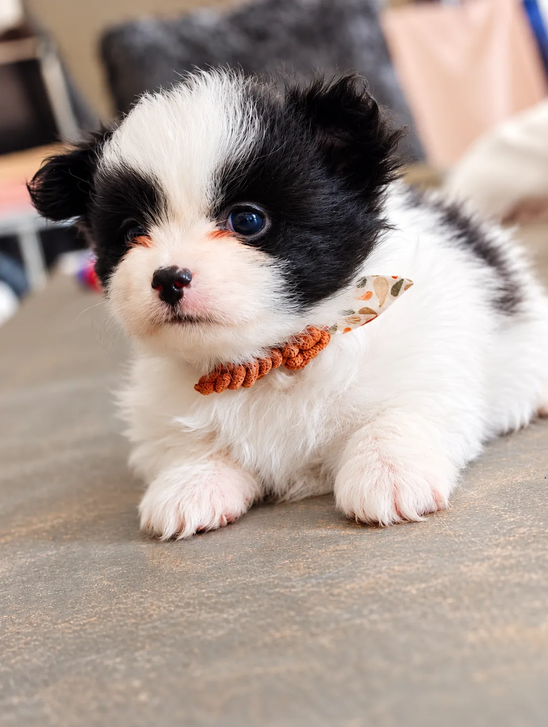 Balto