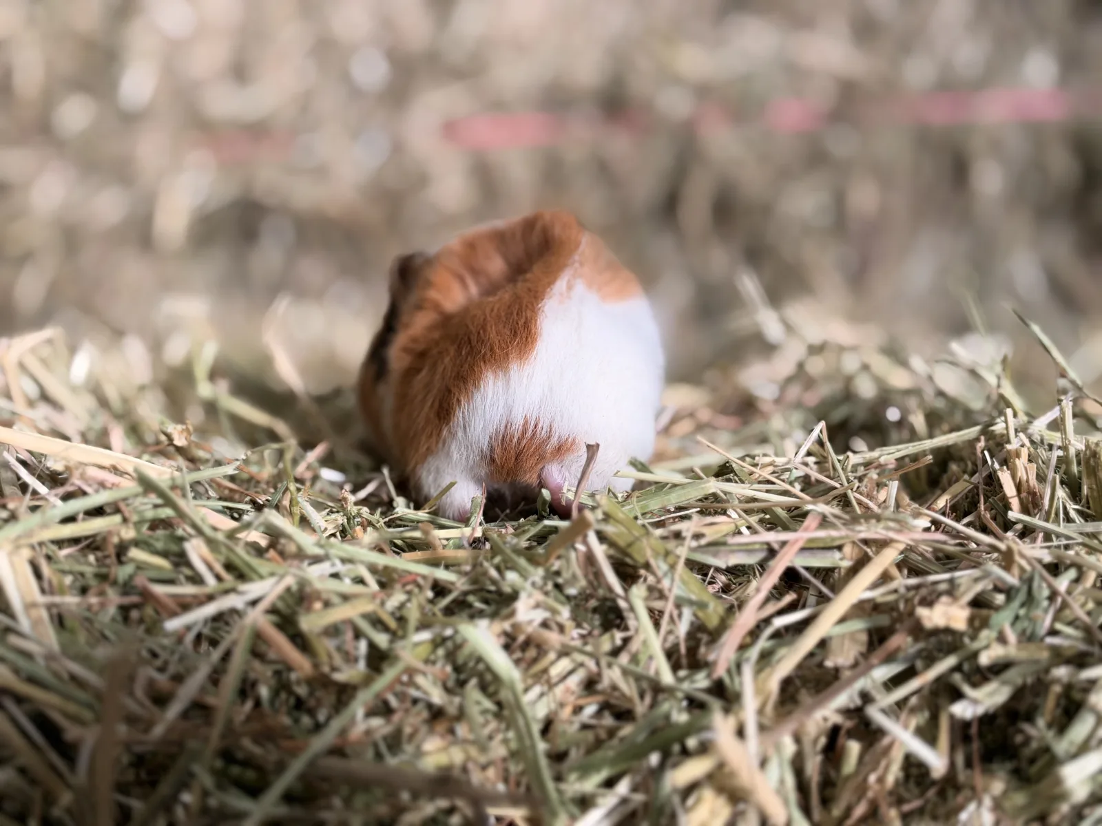 Femelle Cochon D'inde Pour COMPAGNIE