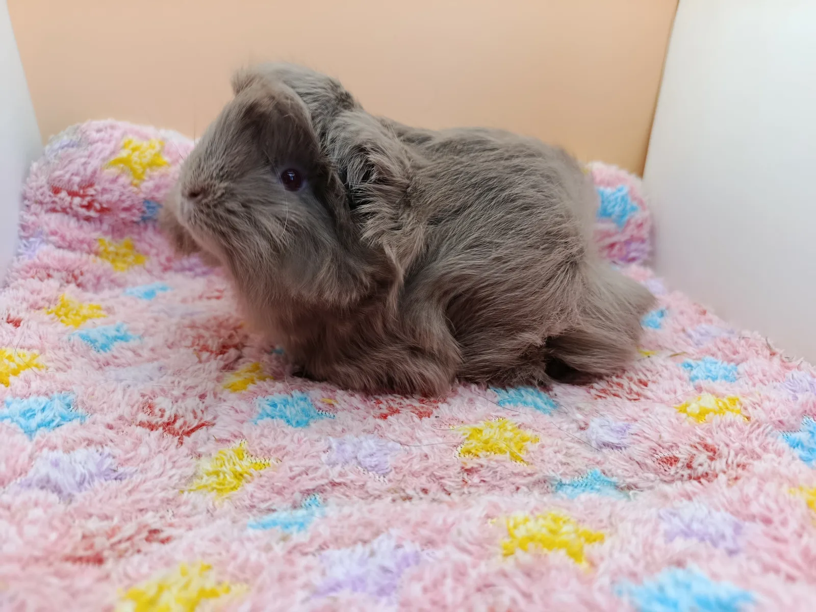 Lila