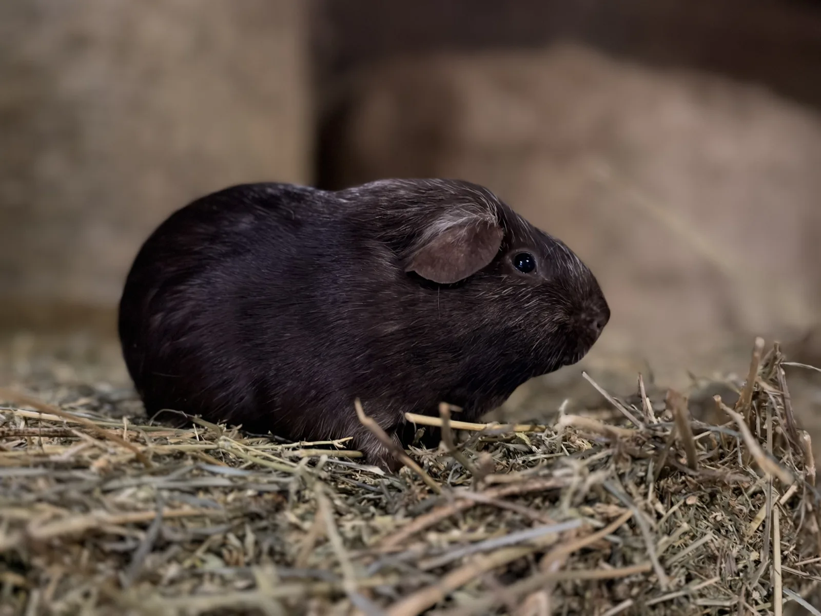 Victor & Lou-Lou Mâles Cochon Dinde PL