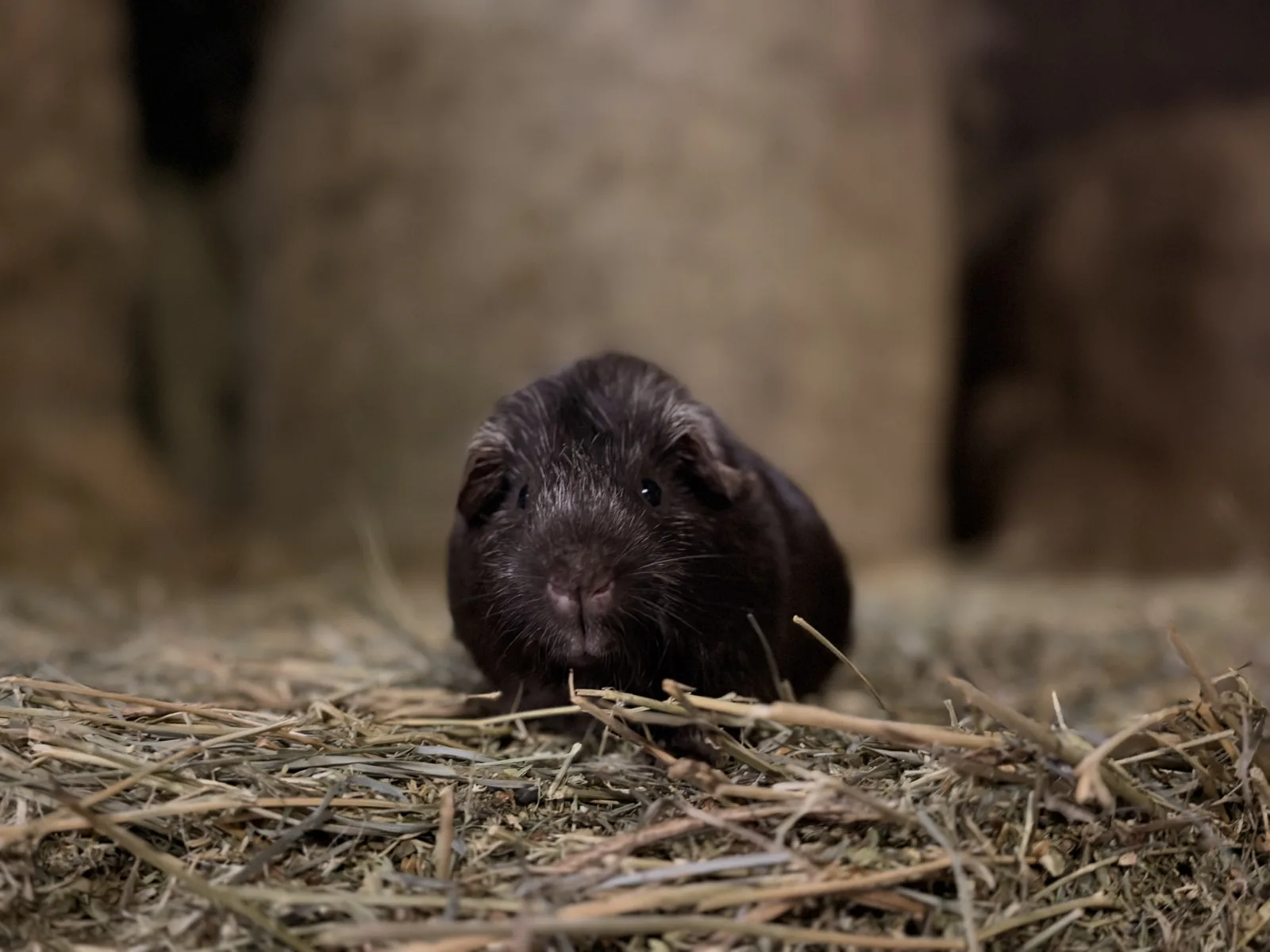 Victor & Lou-Lou Mâles Cochon Dinde PL