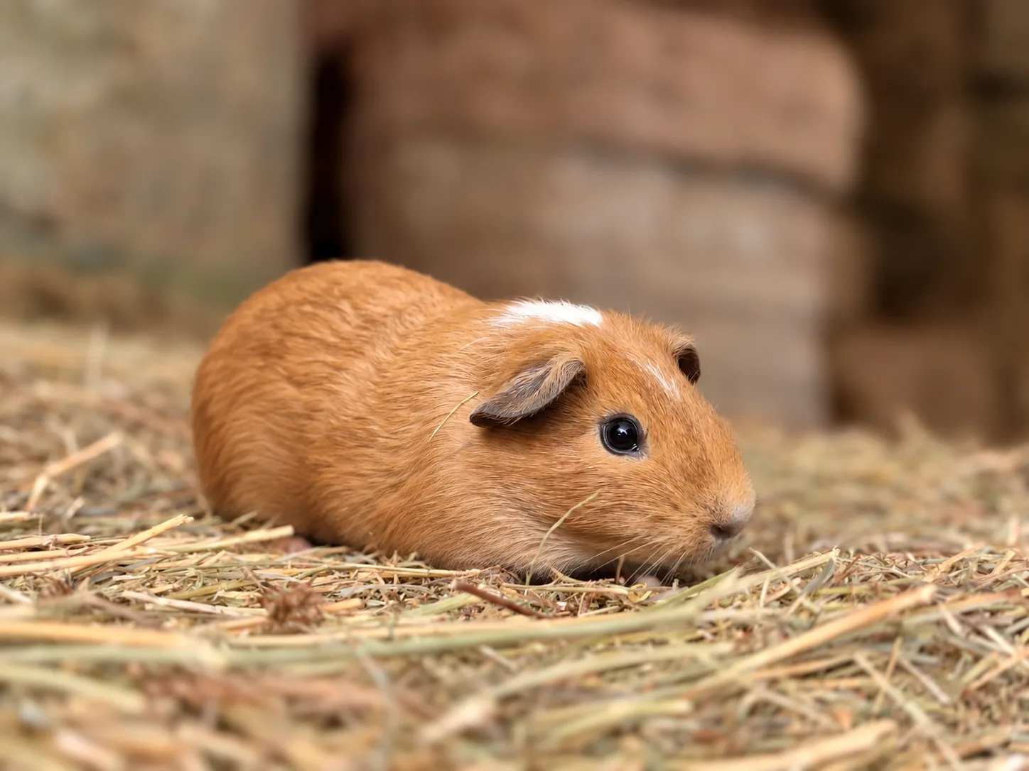 Mâle Cochon D'inde Pour COMPAGNIE