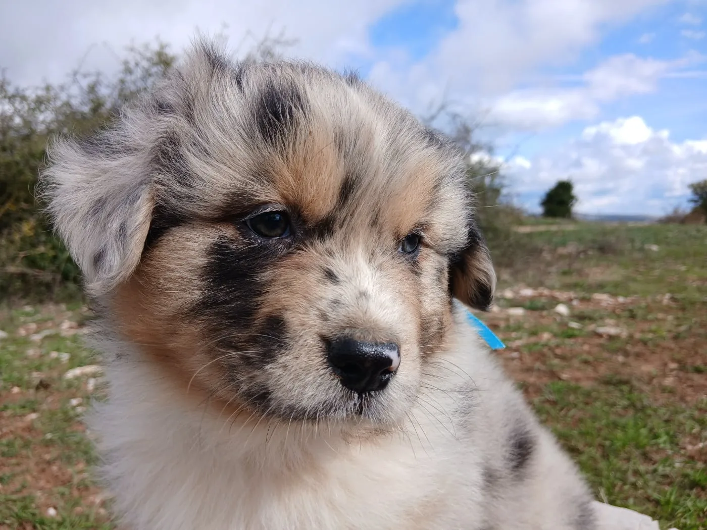 Monsieur Bleu Clair
