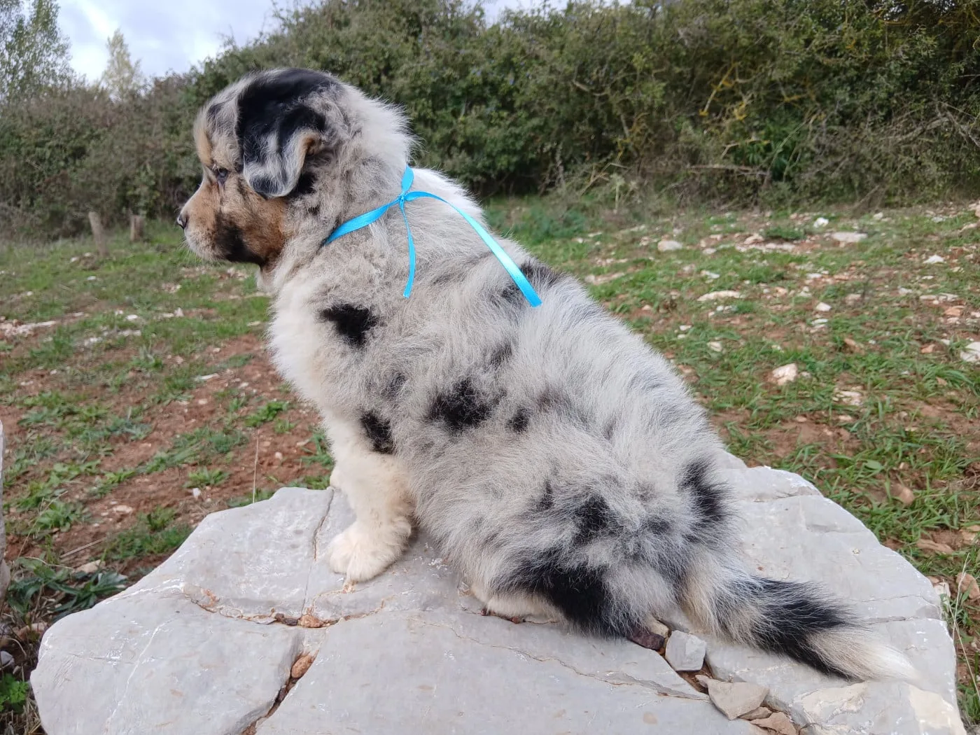 Monsieur Bleu Clair