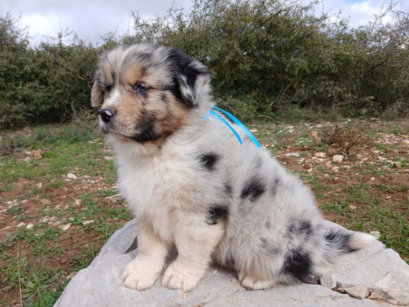 Monsieur Bleu Clair