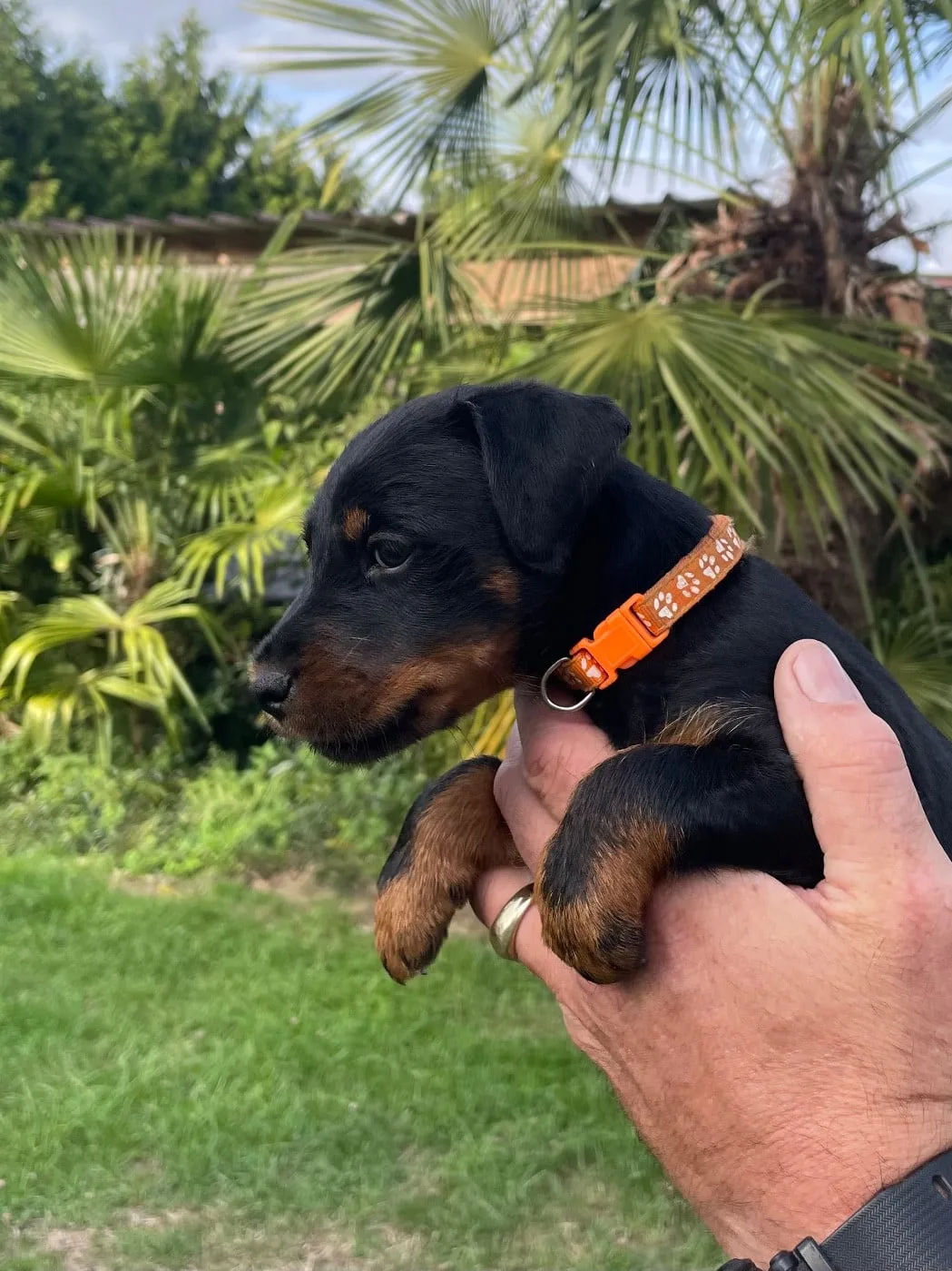Orange