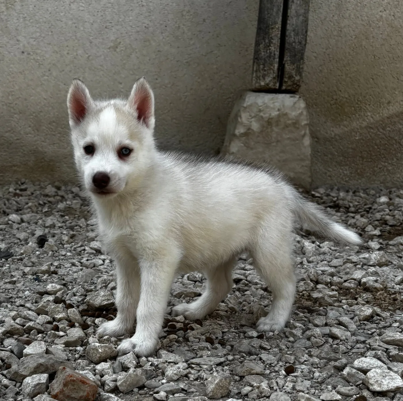 Chiot N°6