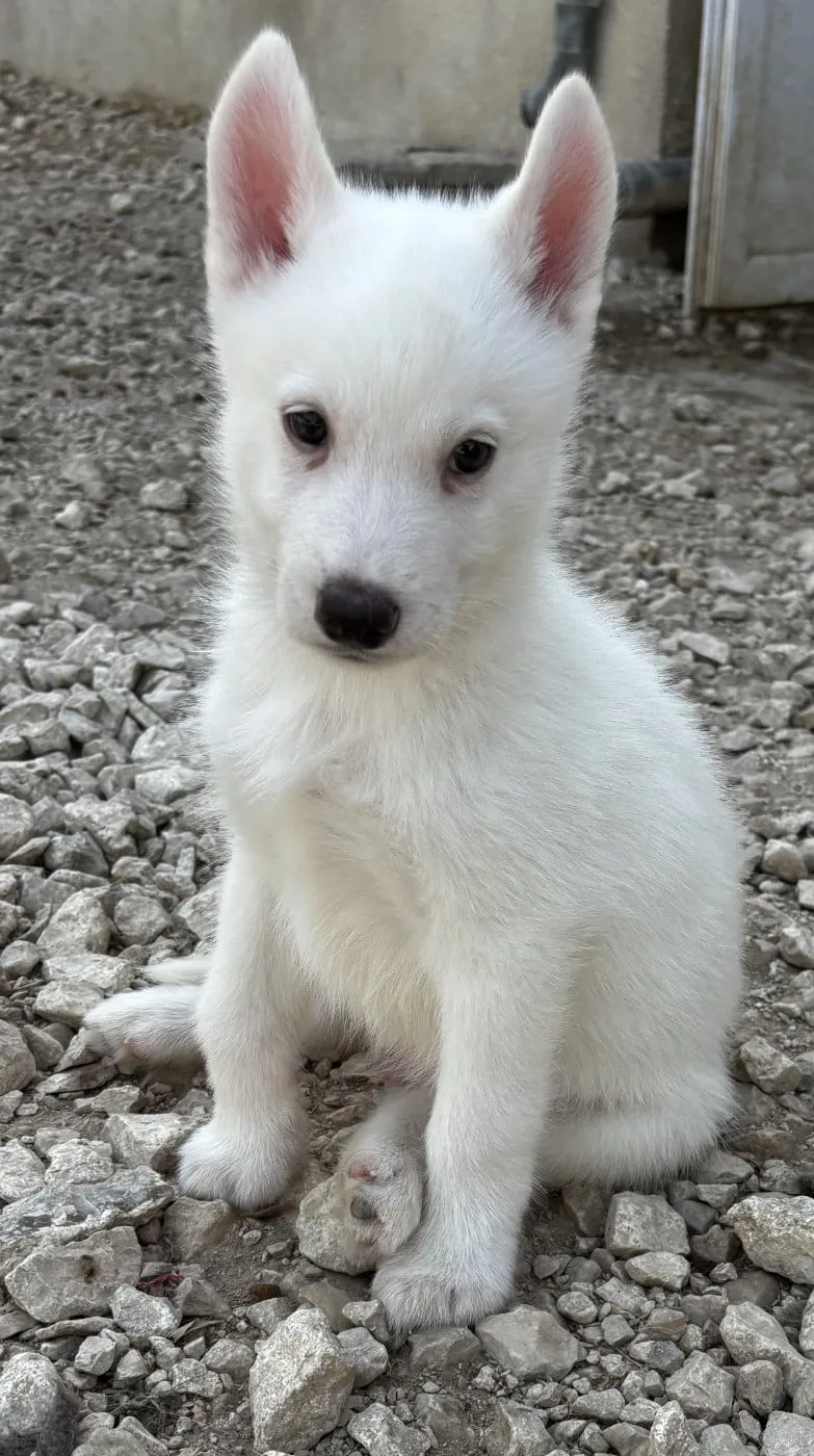 Chiot N°2