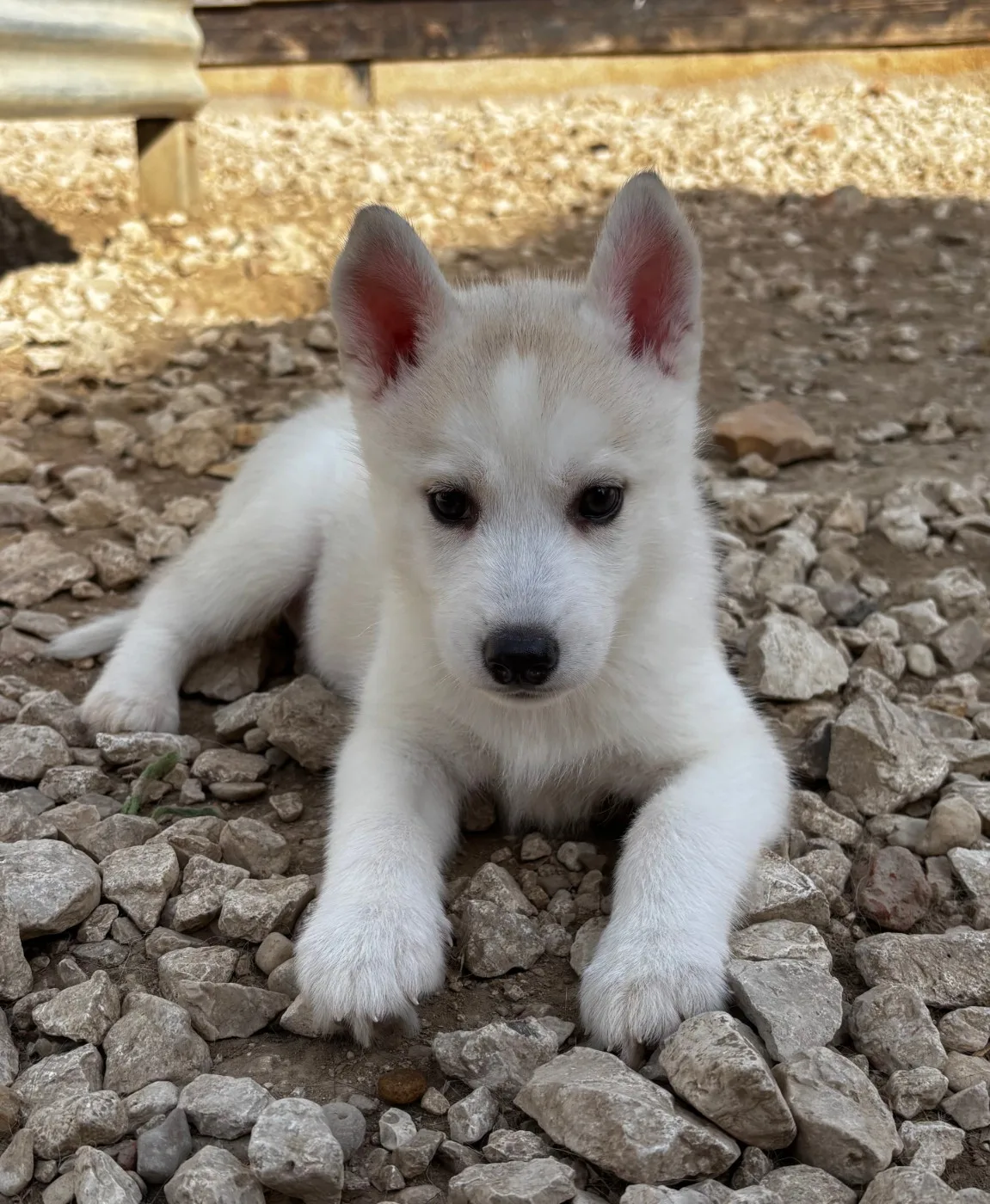 Chiot N°5