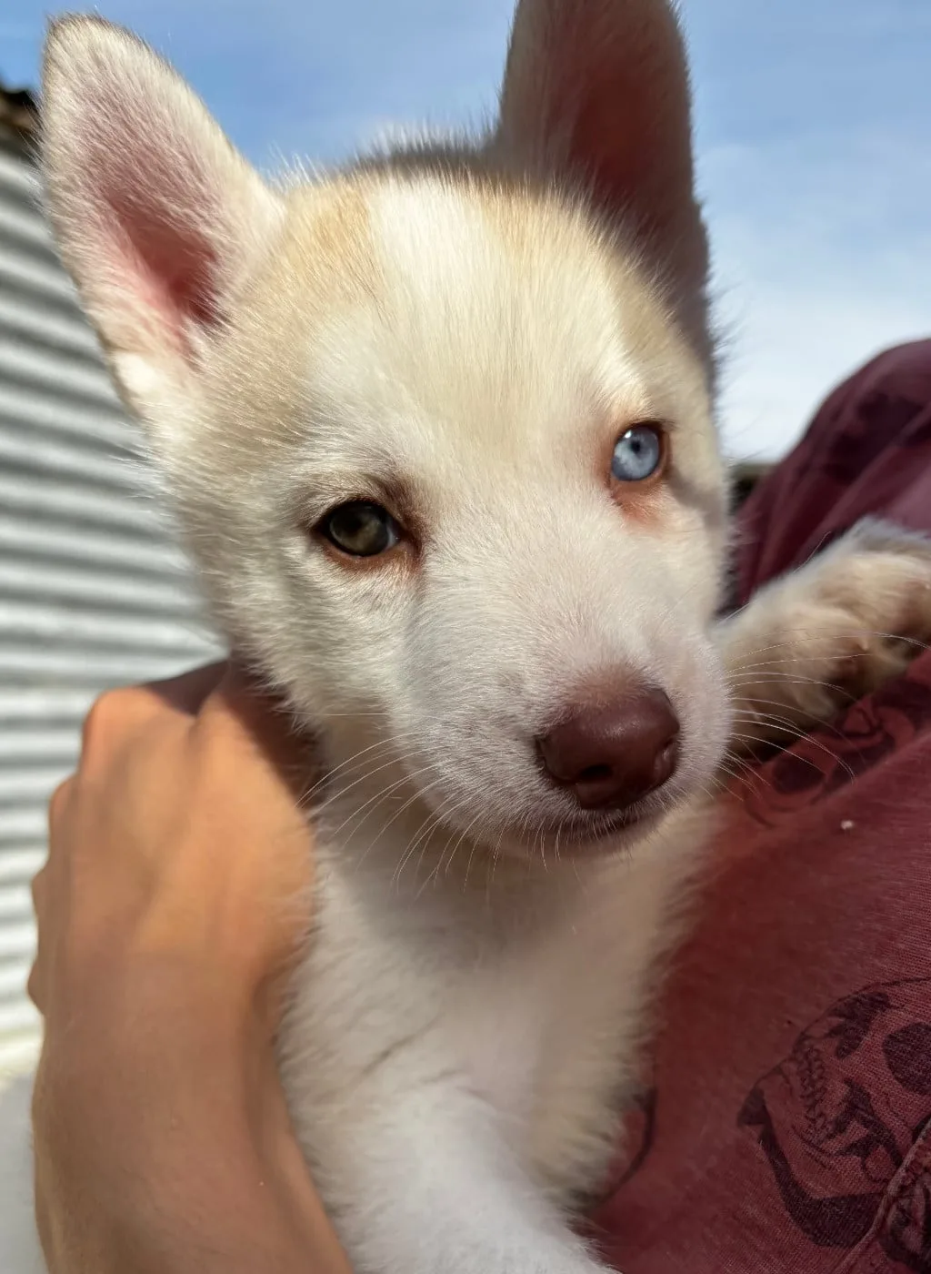 Chiot N°6