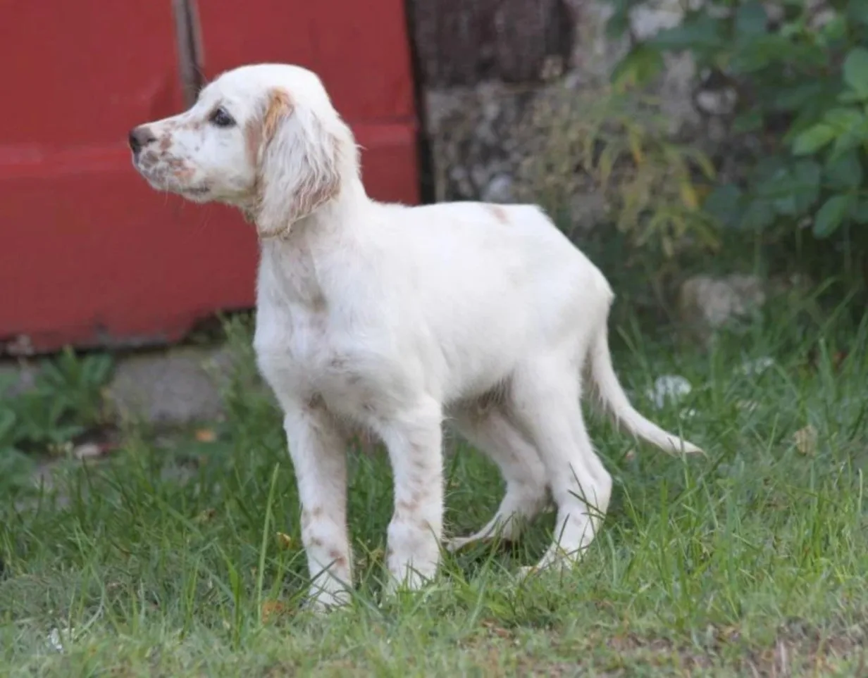 Bentley De Roc'mignon