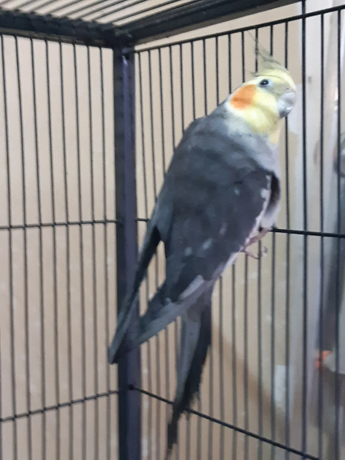 pedro