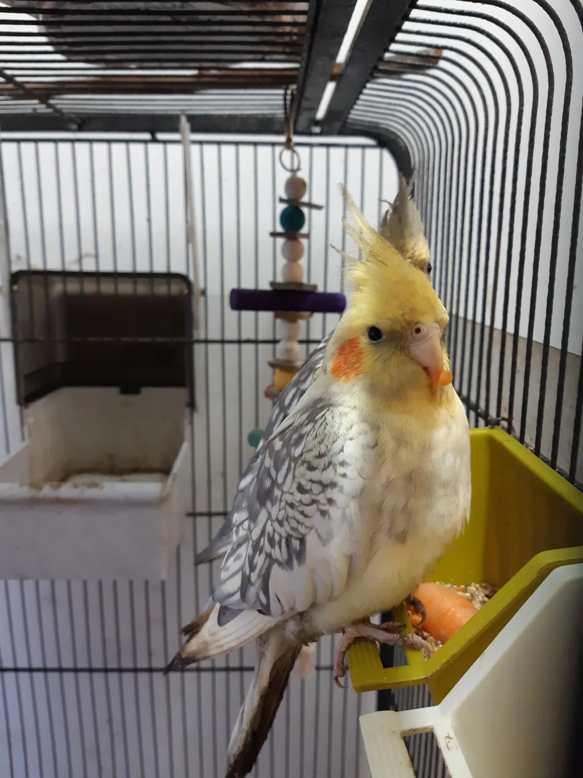 pedro