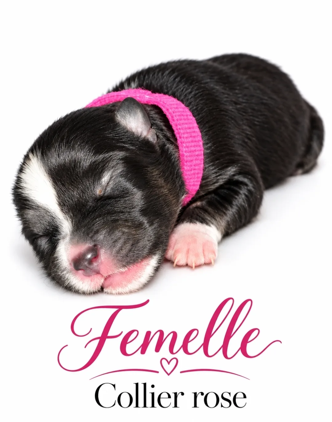 Femelle Collier Rose