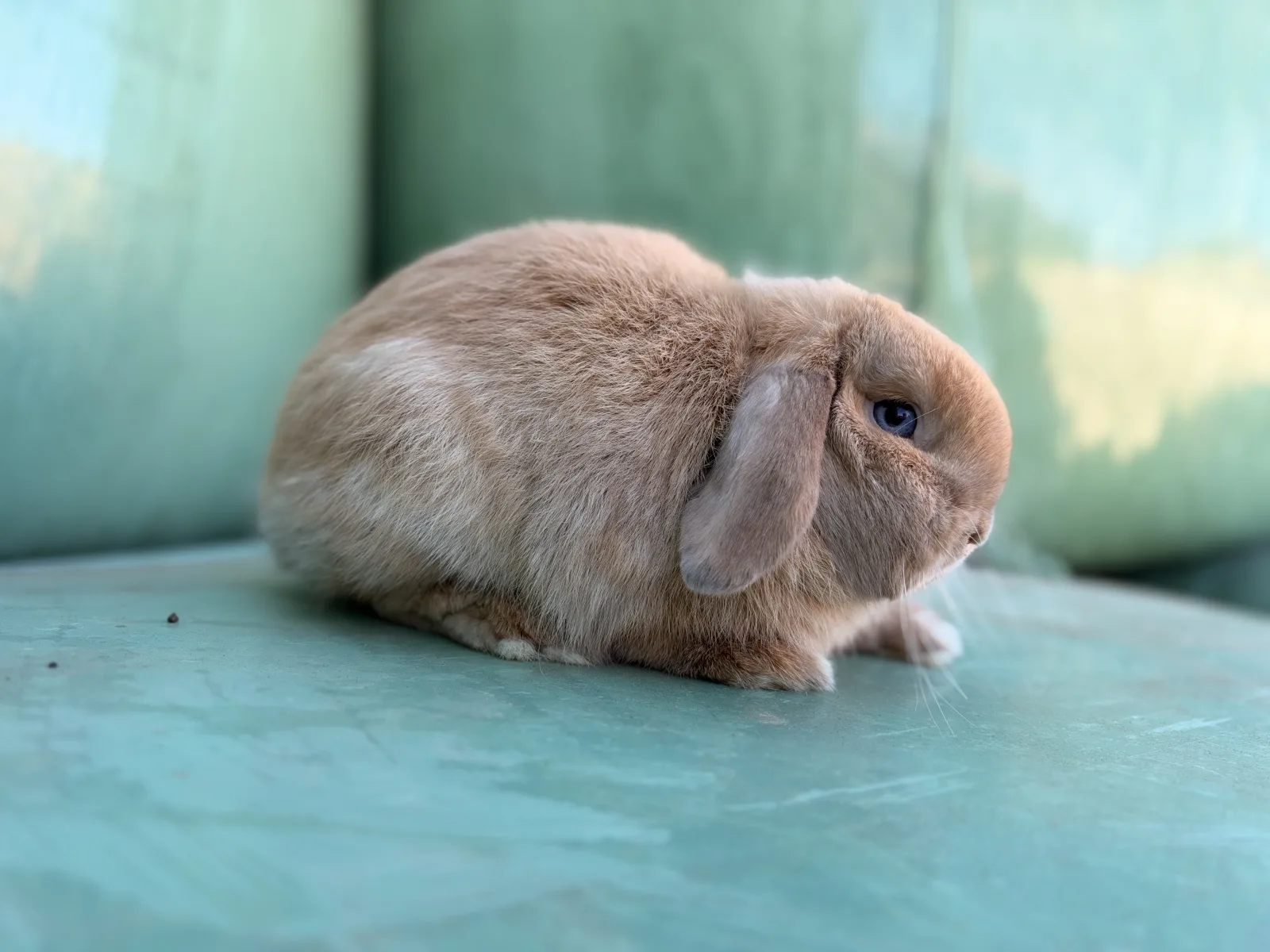 Nuiva des lapins d'ambre