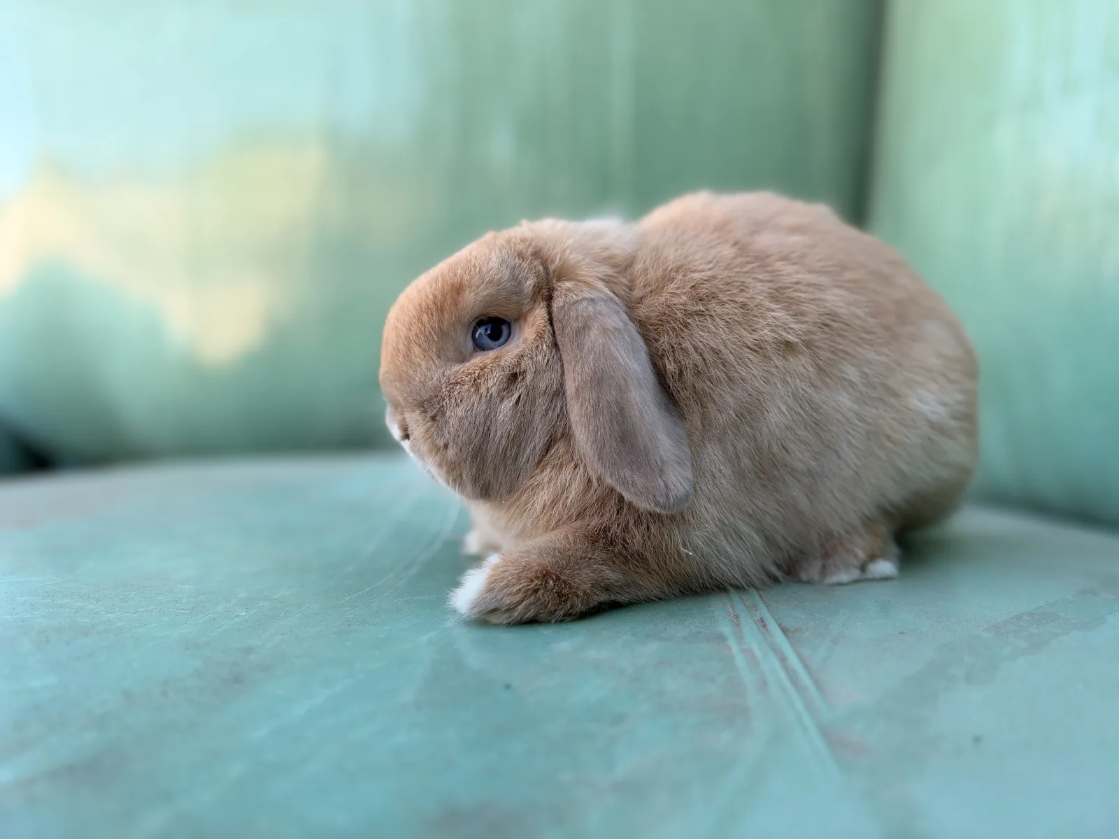 Nuiva des lapins d'ambre