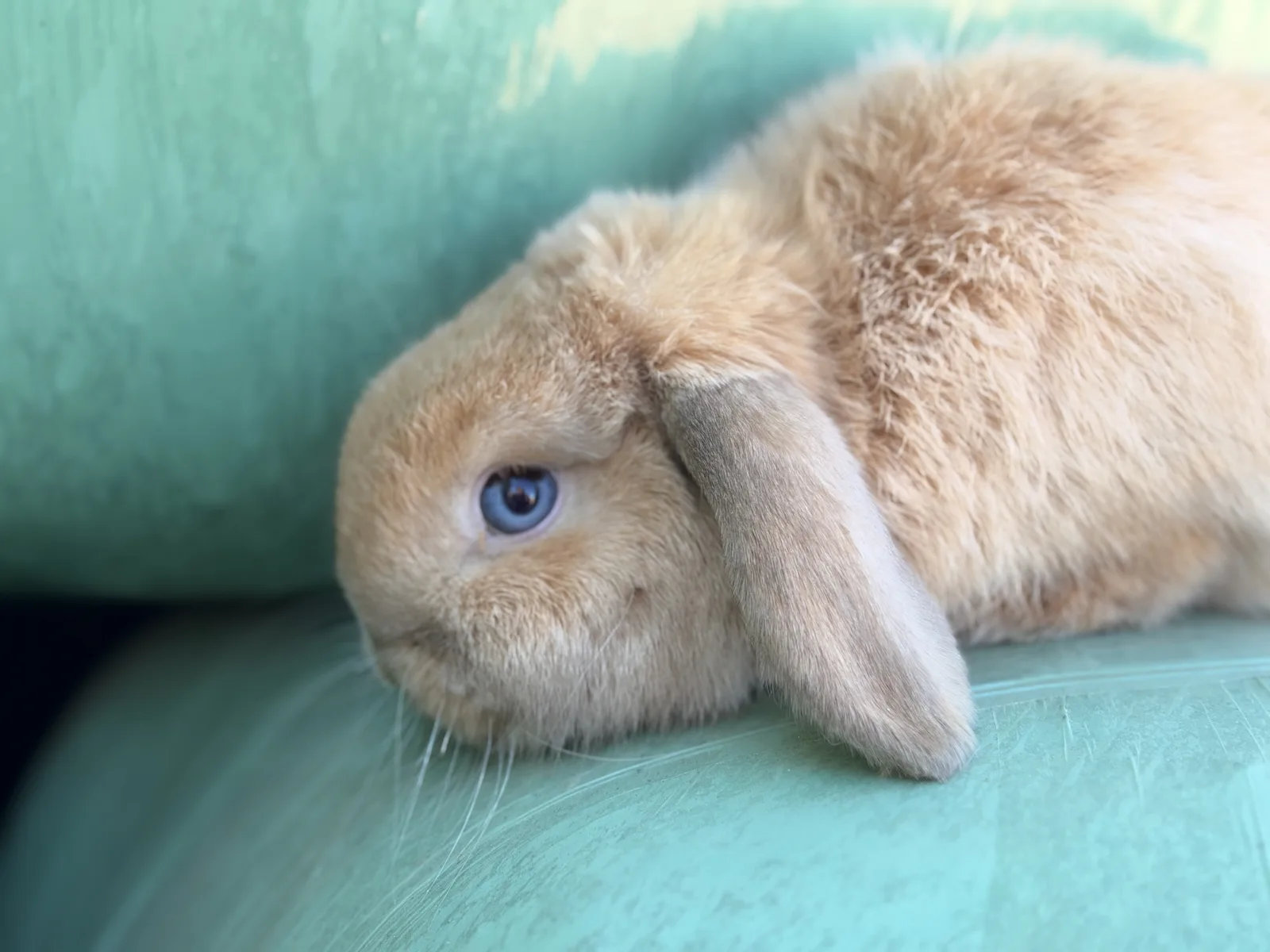Nuiva des lapins d'ambre