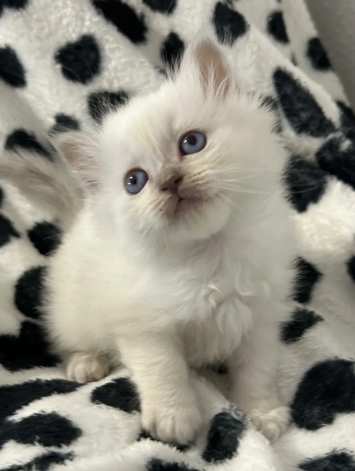 BELLA