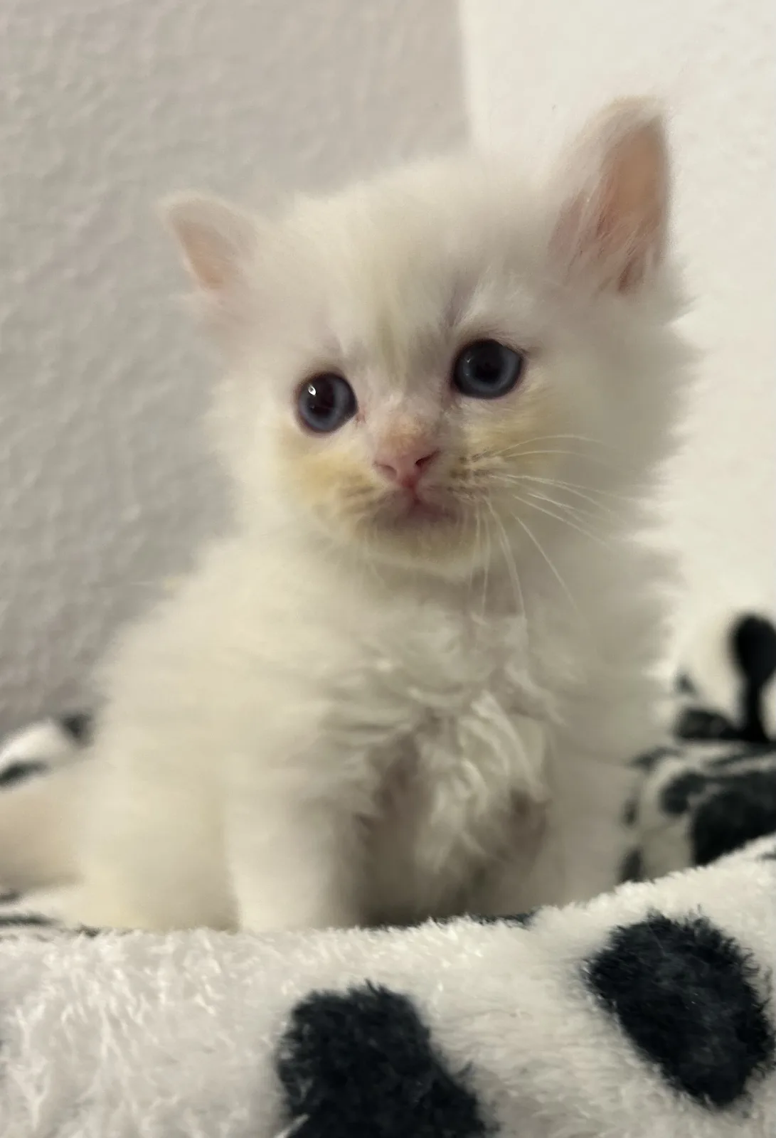 BERLIOZ