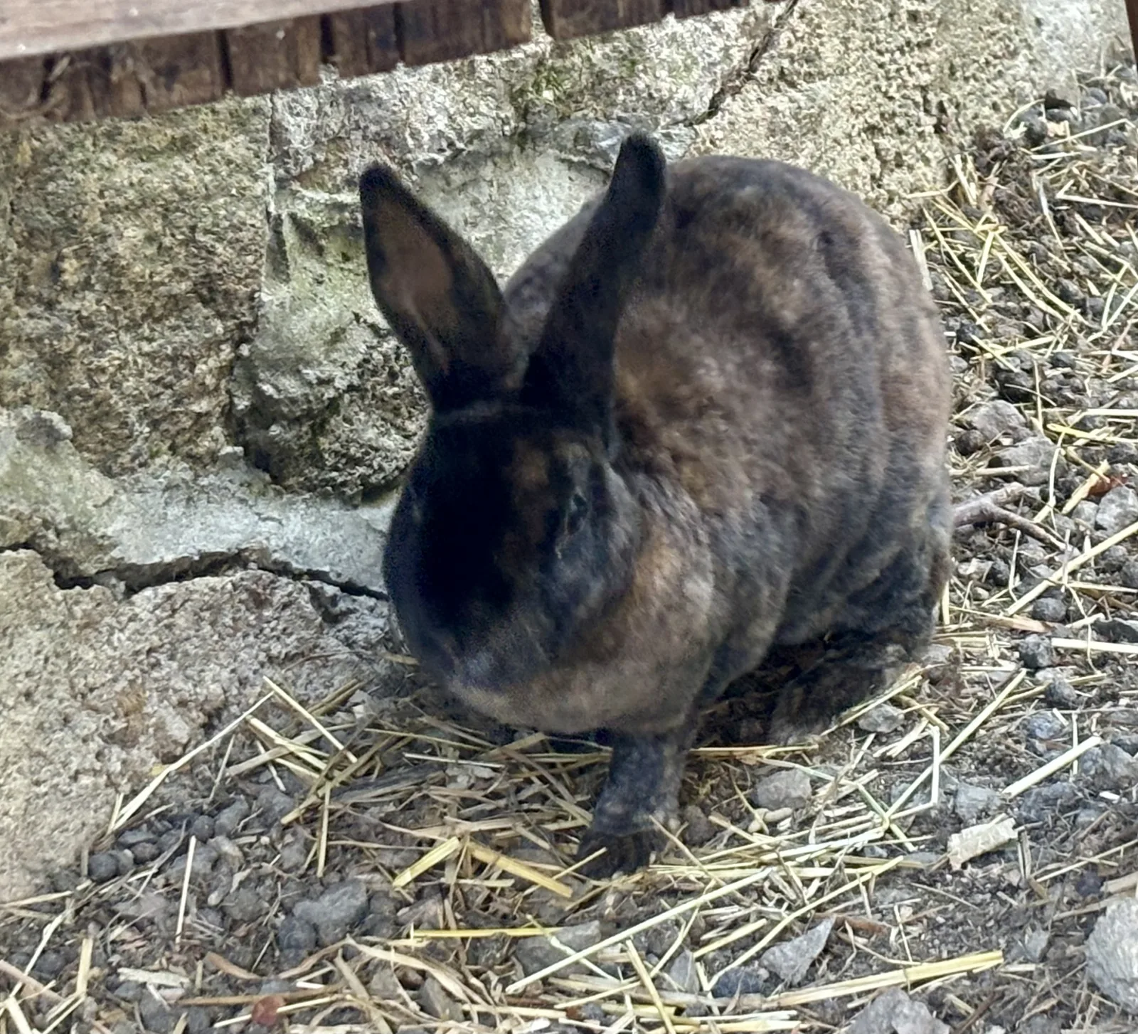 Bichette