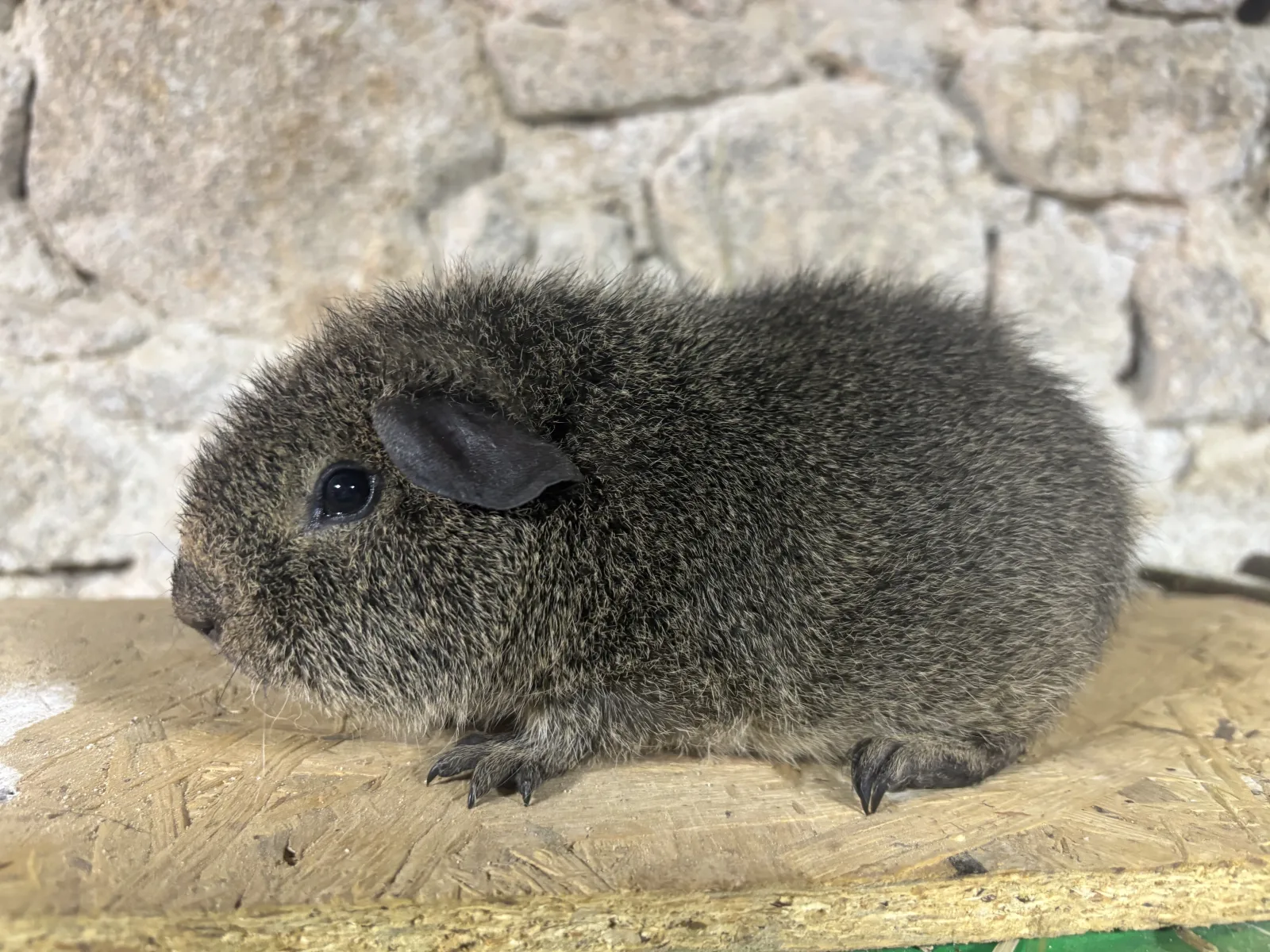 Agouti Gris