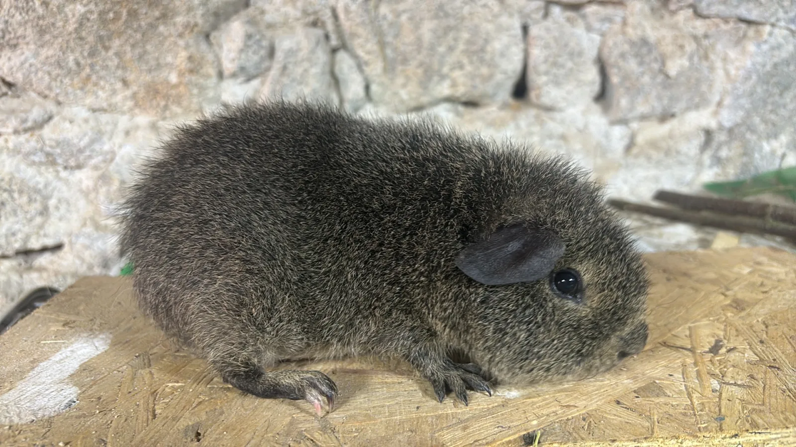 Agouti Gris