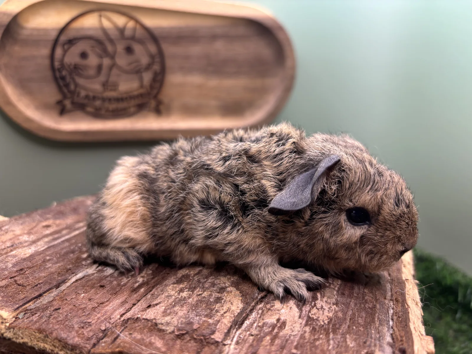 Agouti Gris Crème