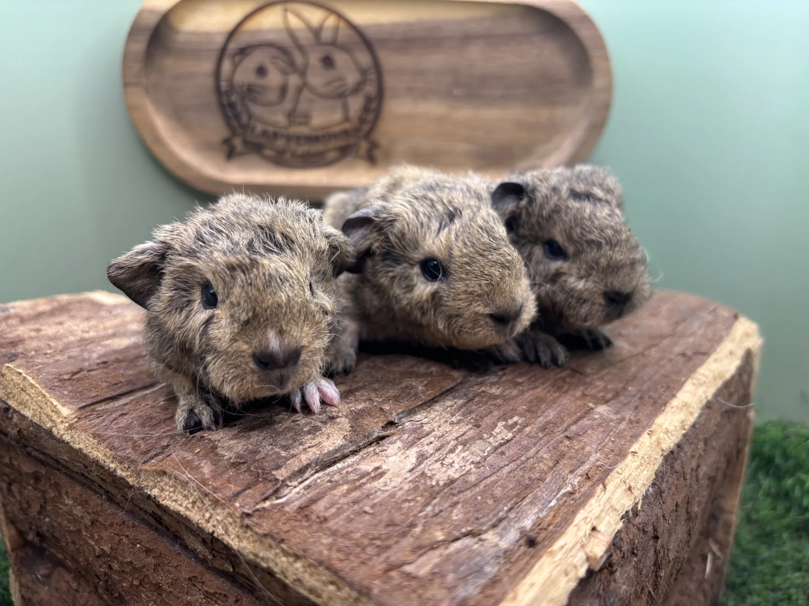 Agouti Gris Crème