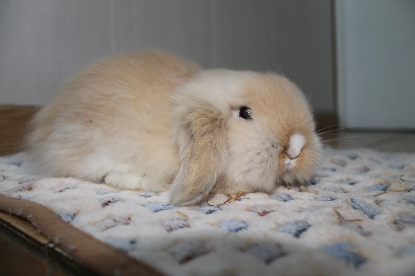Yuki
