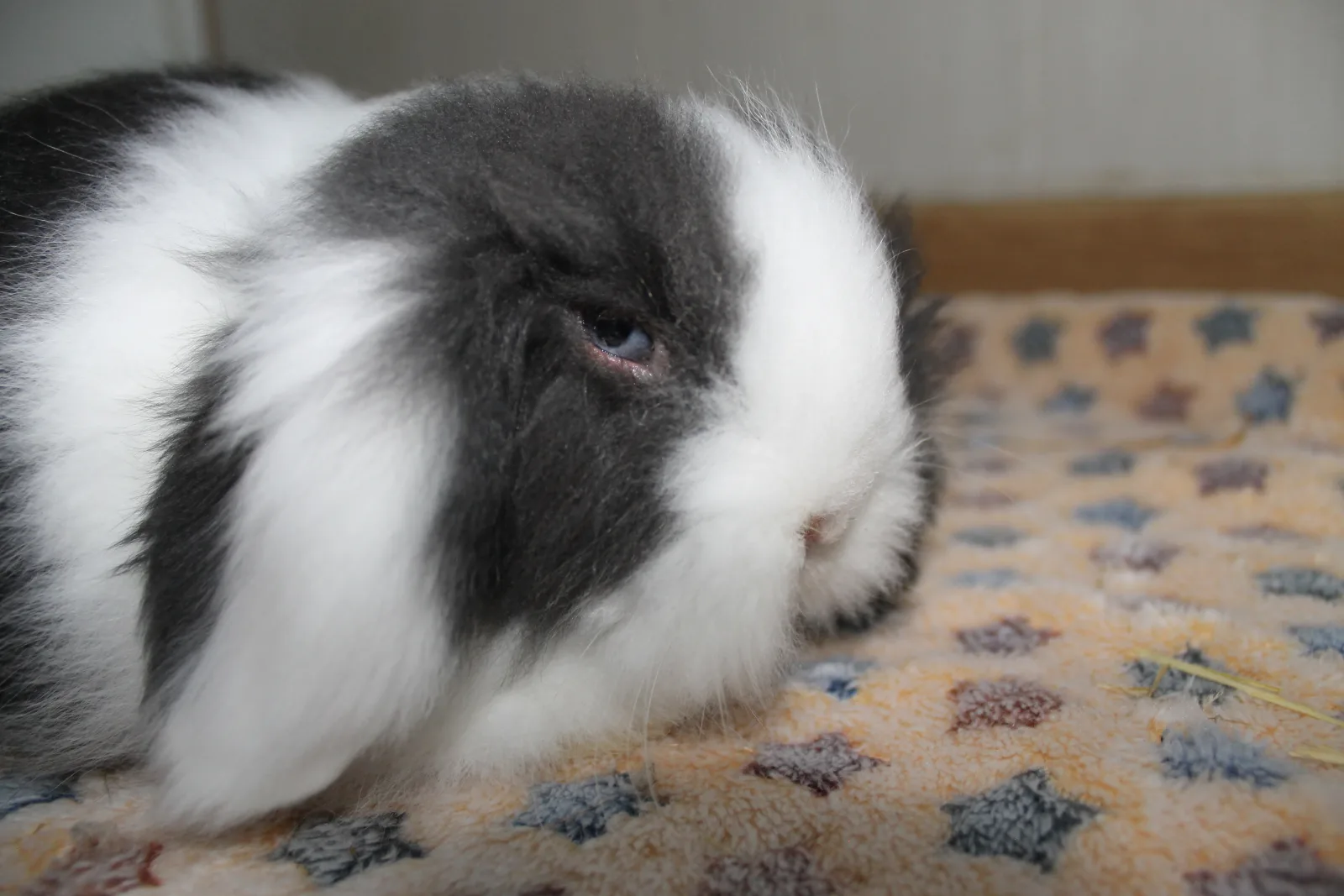 Loulou