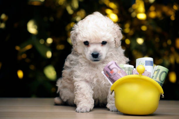 Prix d'un chiot : pourquoi « trop beau pour être vrai » coûte toujours plus cher