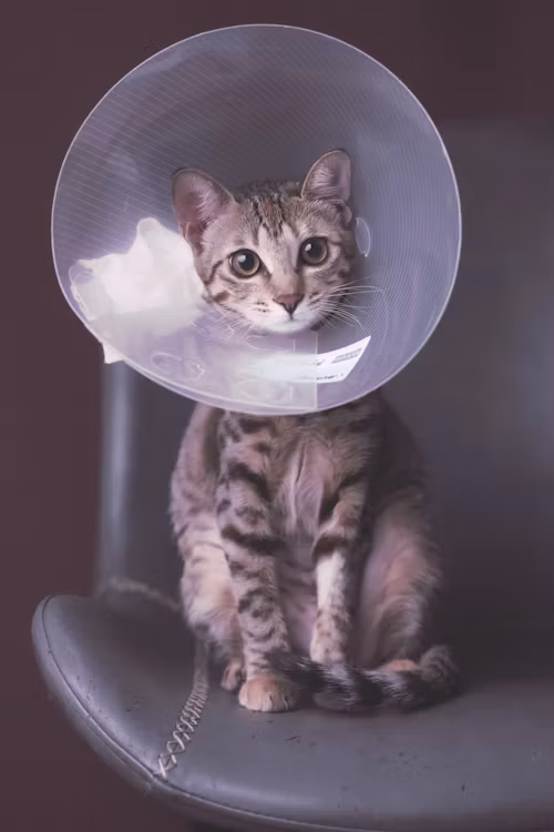 Stérilisation du chien et du chat : idées reçues, bénéfices et vrais tarifs