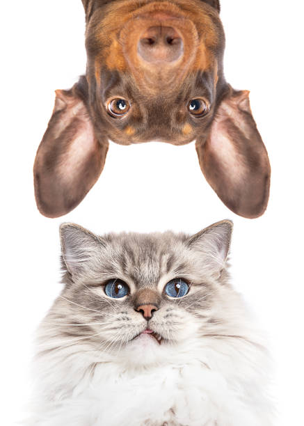 Assurance animale : bien choisir sa formule