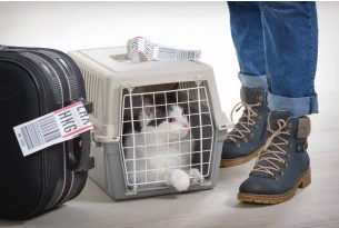 Voyager avec son animal : la checklist avant le départ