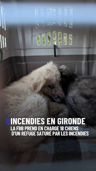 Refuges saturés : 6 façons concrètes d'aider